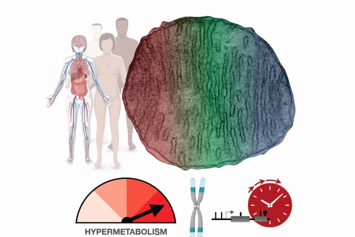 Môže hypermetabolizmus bunky za naše starnutie? 