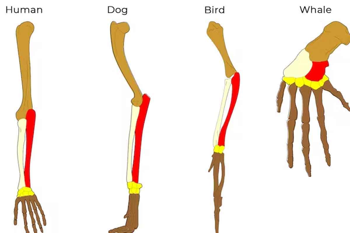 Na týchto piatich veciach môžeme sledovať evolúciu nielen nášho druhu