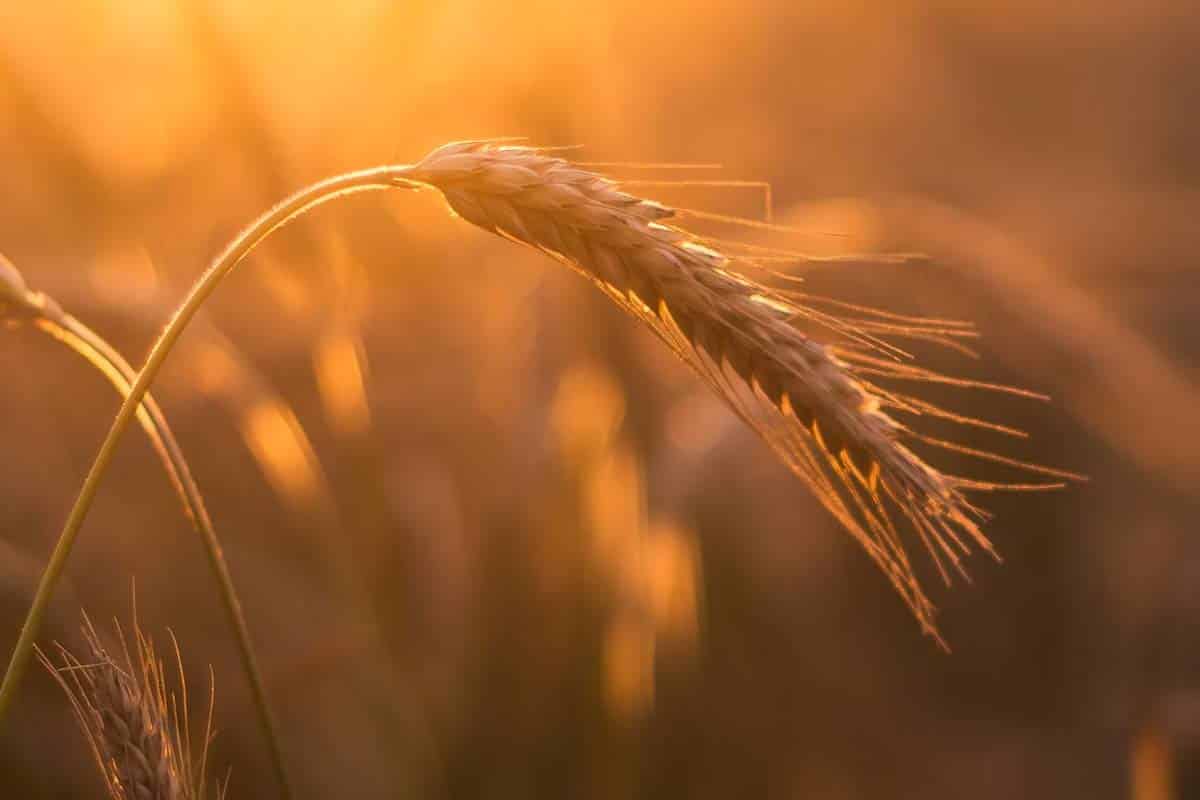 Zachráni táto technika sadenia farmárov pred globálnym otepľovaním?