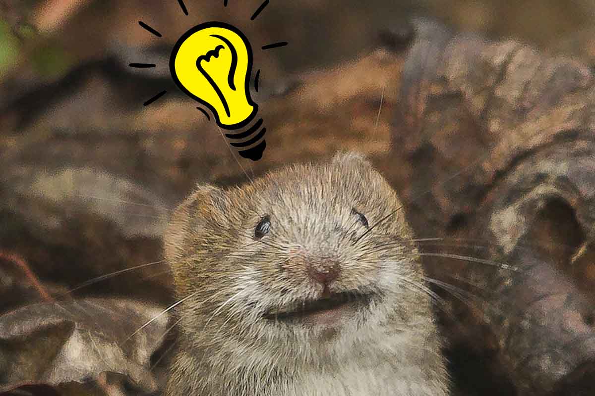 Vedci dokázali vrátiť myšiam spomienky