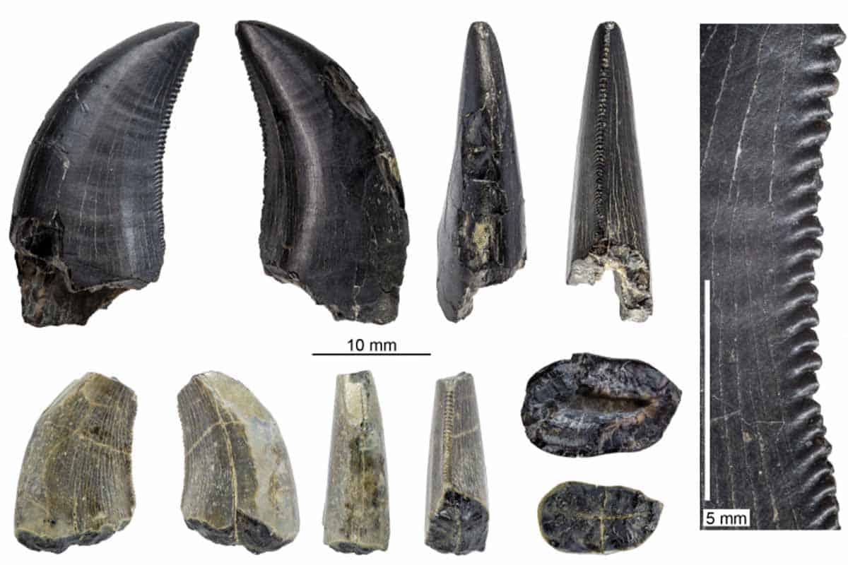 život v prehistorickej Patagónii bol naozaj bohatý