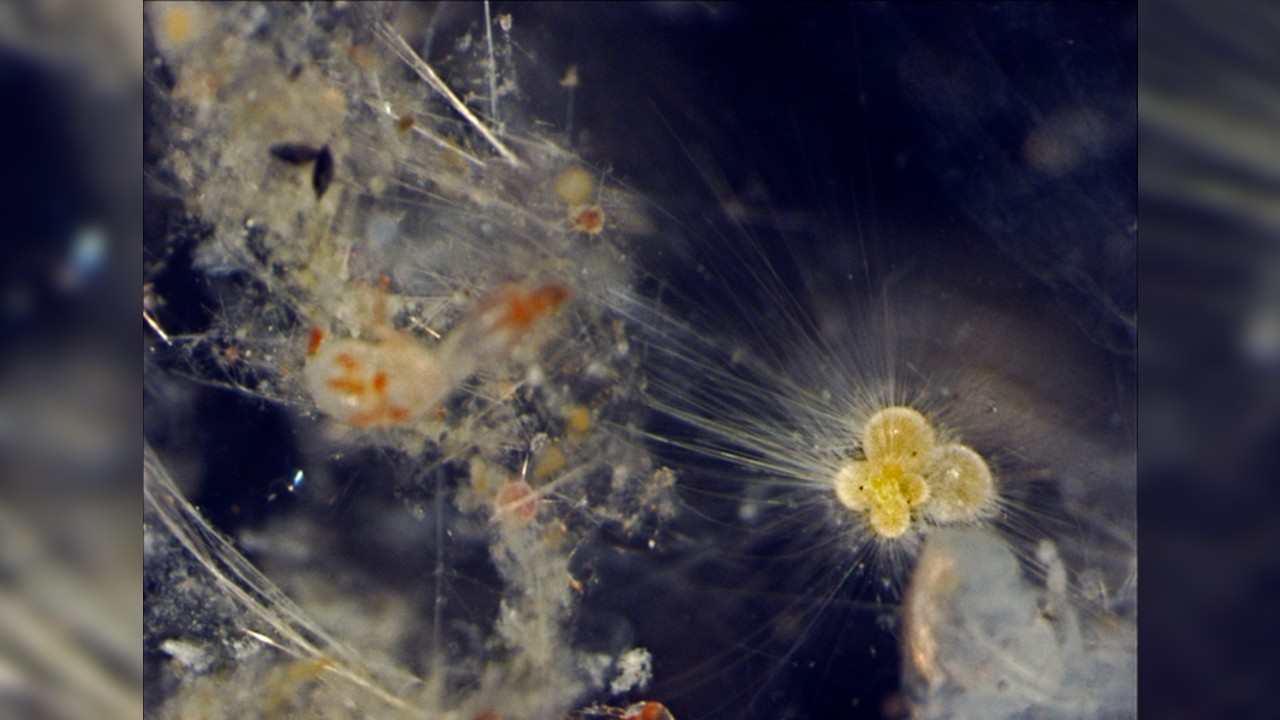 Snímka planktónovej foraminifery zo svetelného mikroskopu