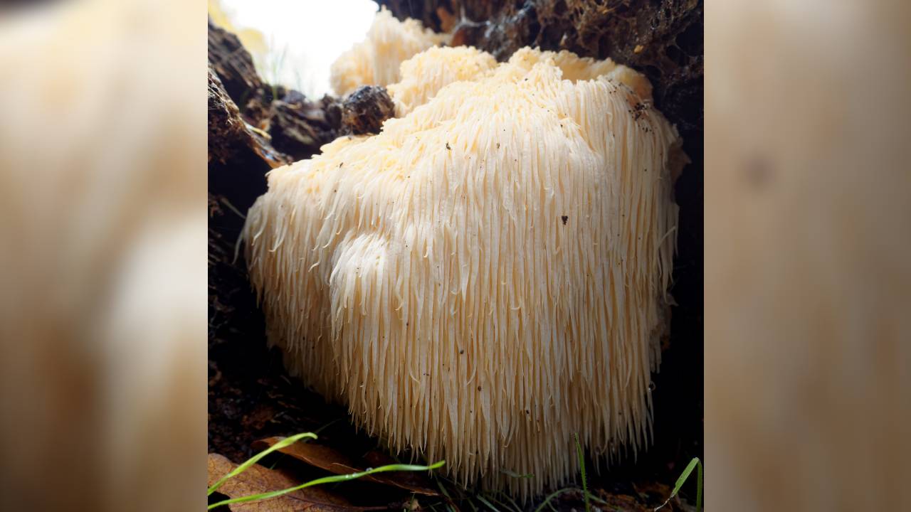 huba Hericium erinaceus