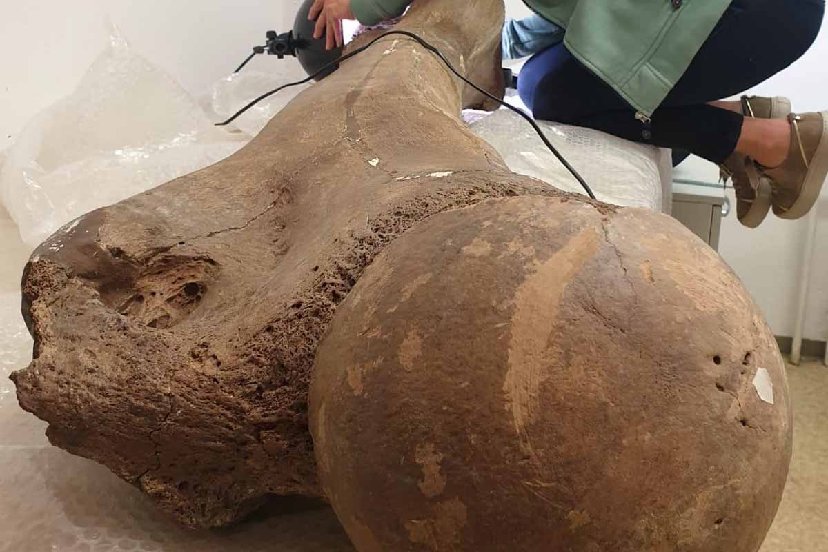 Ako Neandertálci lovili obrovské slony?