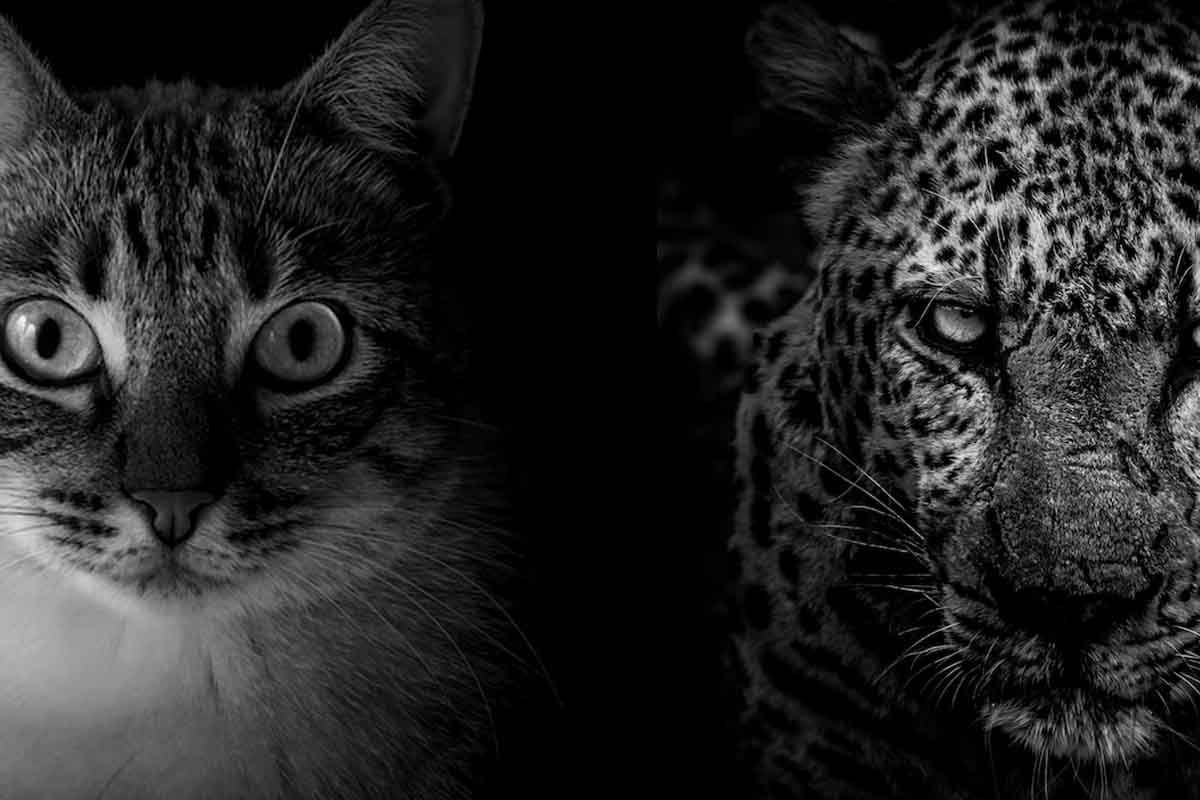 Evolúcia v Austrálii prebieha rapídnym tempom