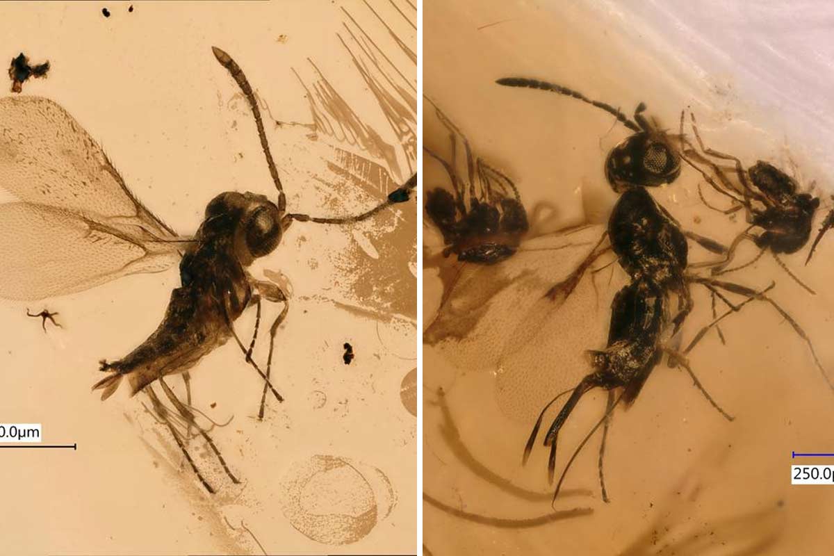 Výskumníci objavili najstaršiu chalcidku, ktorá je dnes najrozšírenejšou nadčeľaďou planéty.