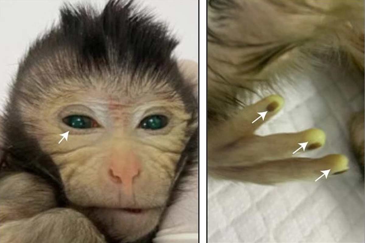 Výskumy chimér sa posunuli dopredu. Táto opica má v sebe cudzie bunky.