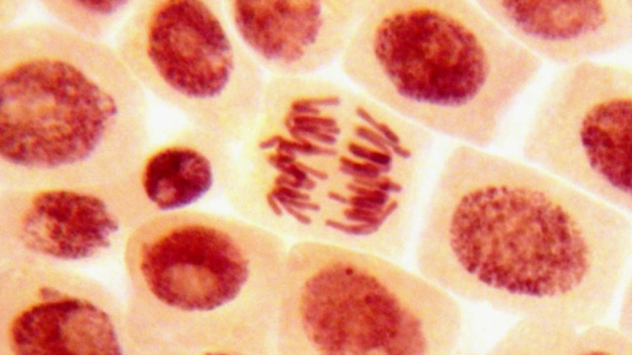 bunky organoid