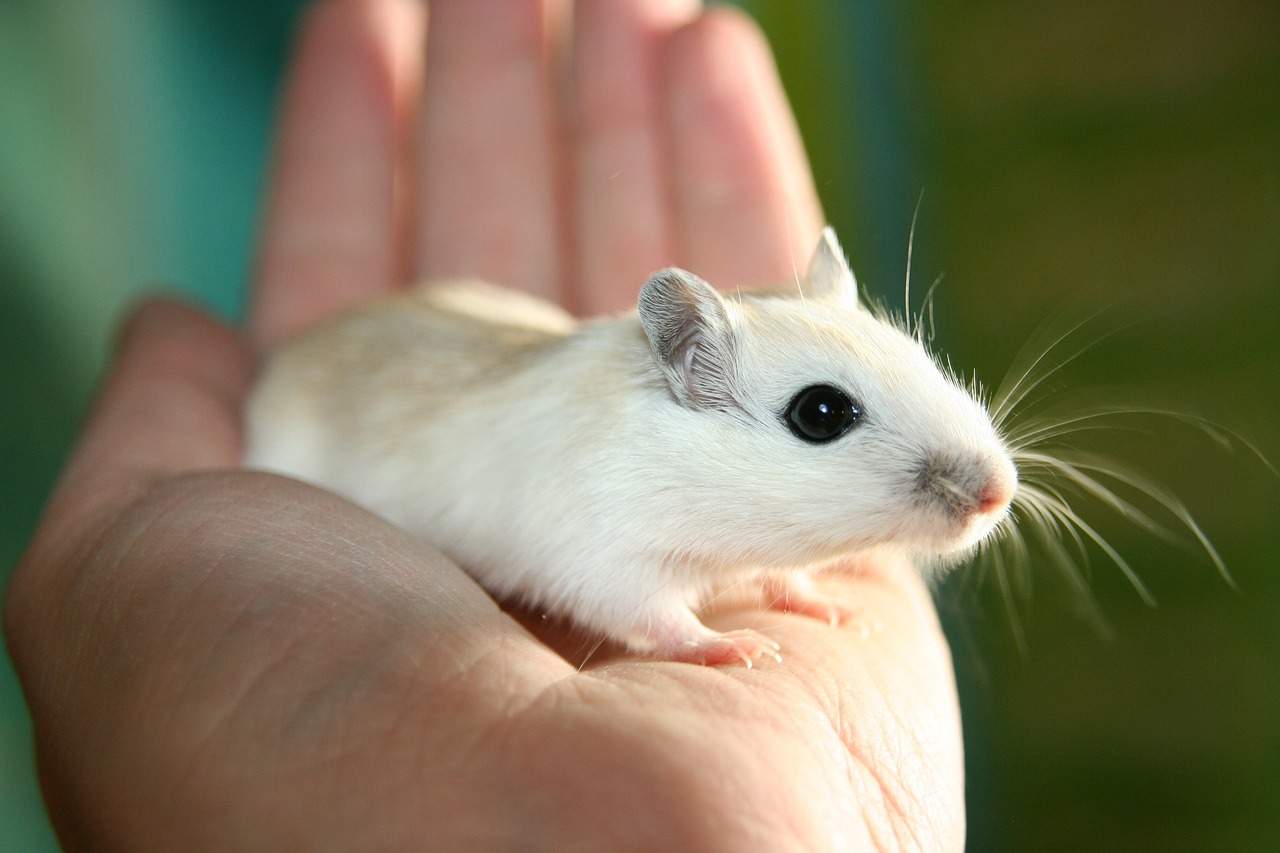 mys na ruke cloveka mouse-2204321_960_720