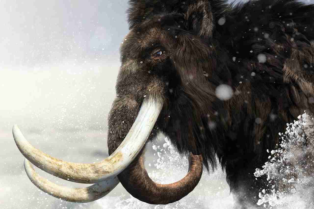 mamut