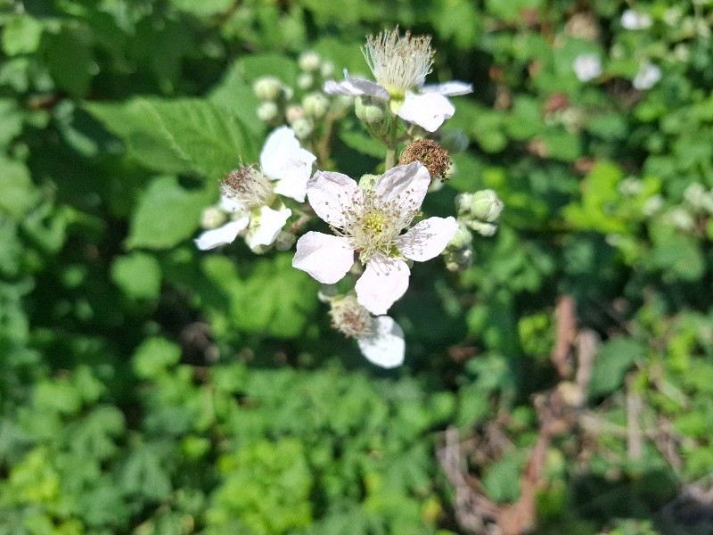 GalaxyA55 5G_detail hlavny snimac_1