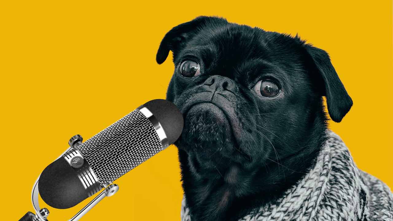 Umelá inteligencia dokáže porozumieť štekaniu psov