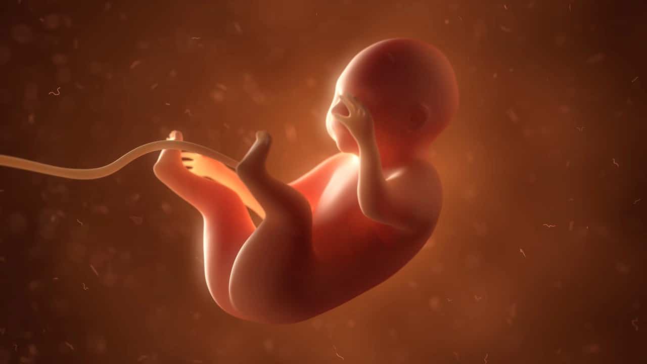 dieta embryo vyvoj