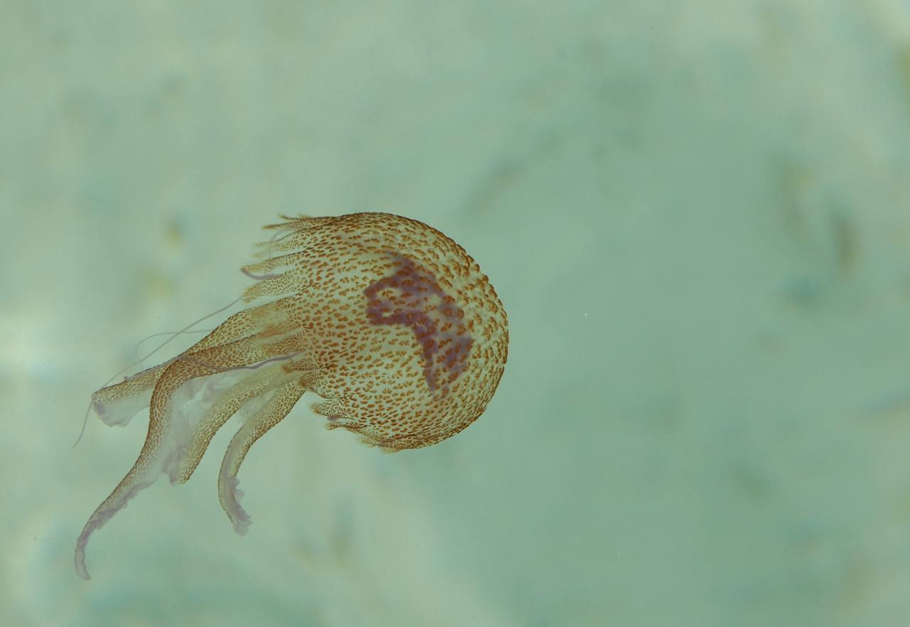 meduza (2)