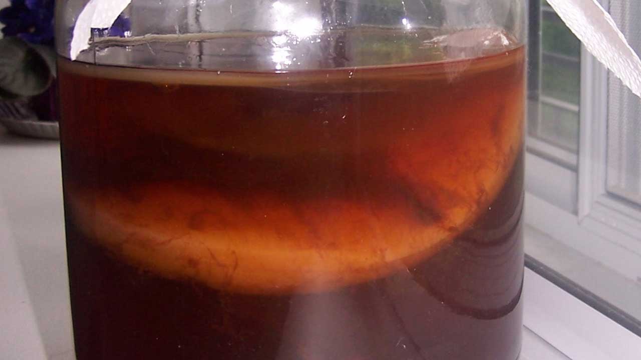 Výskumníci zistili, že kombucha resetuje našu mikroflóru a pomáha chudnúť