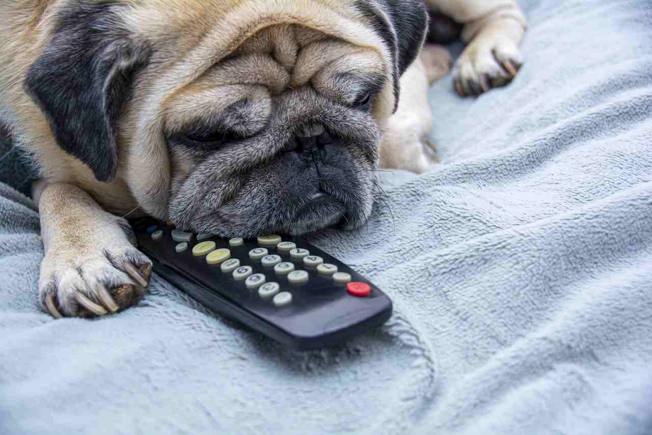 pes a televizia