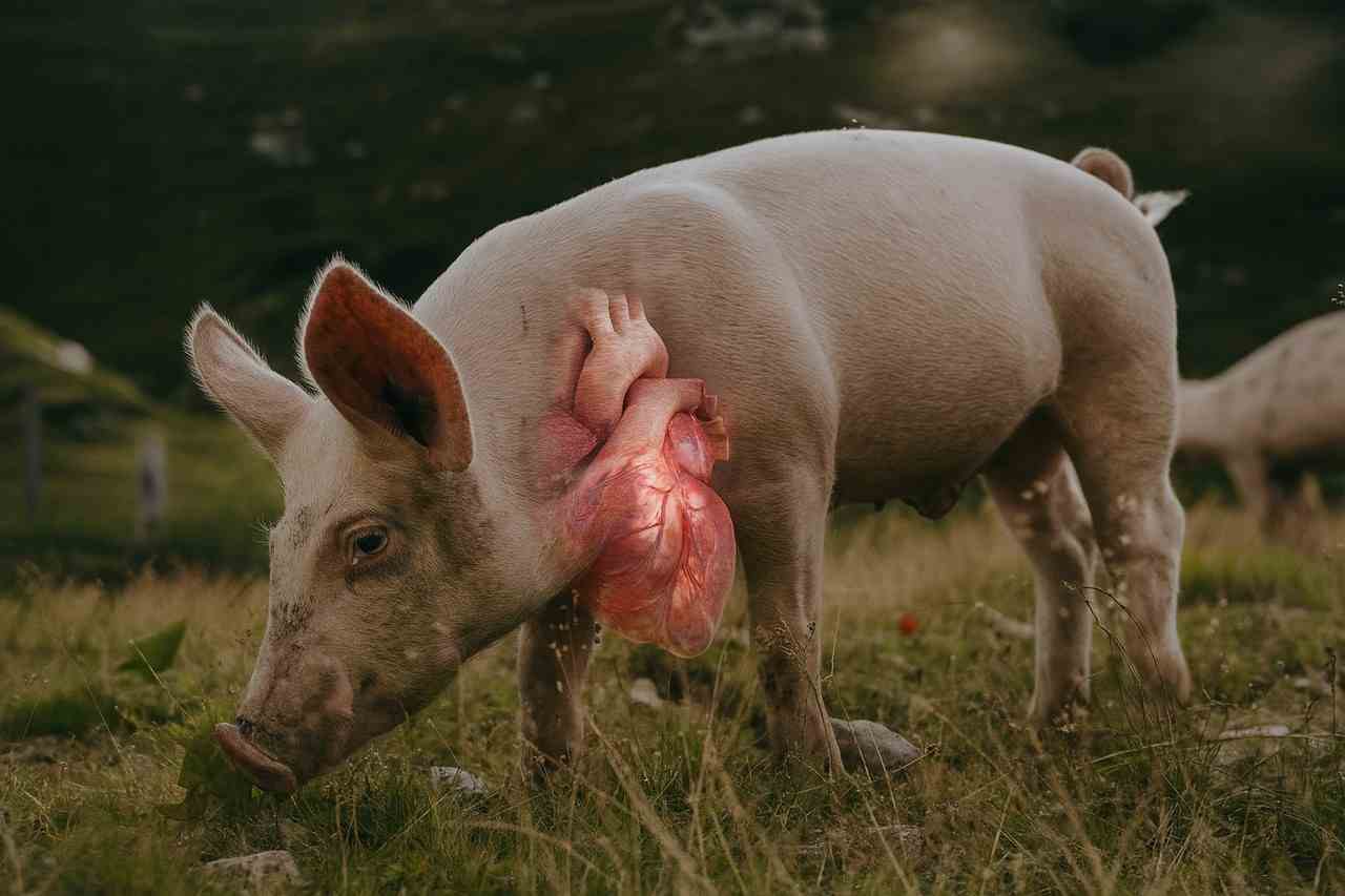 srdce vypestovane v prasati