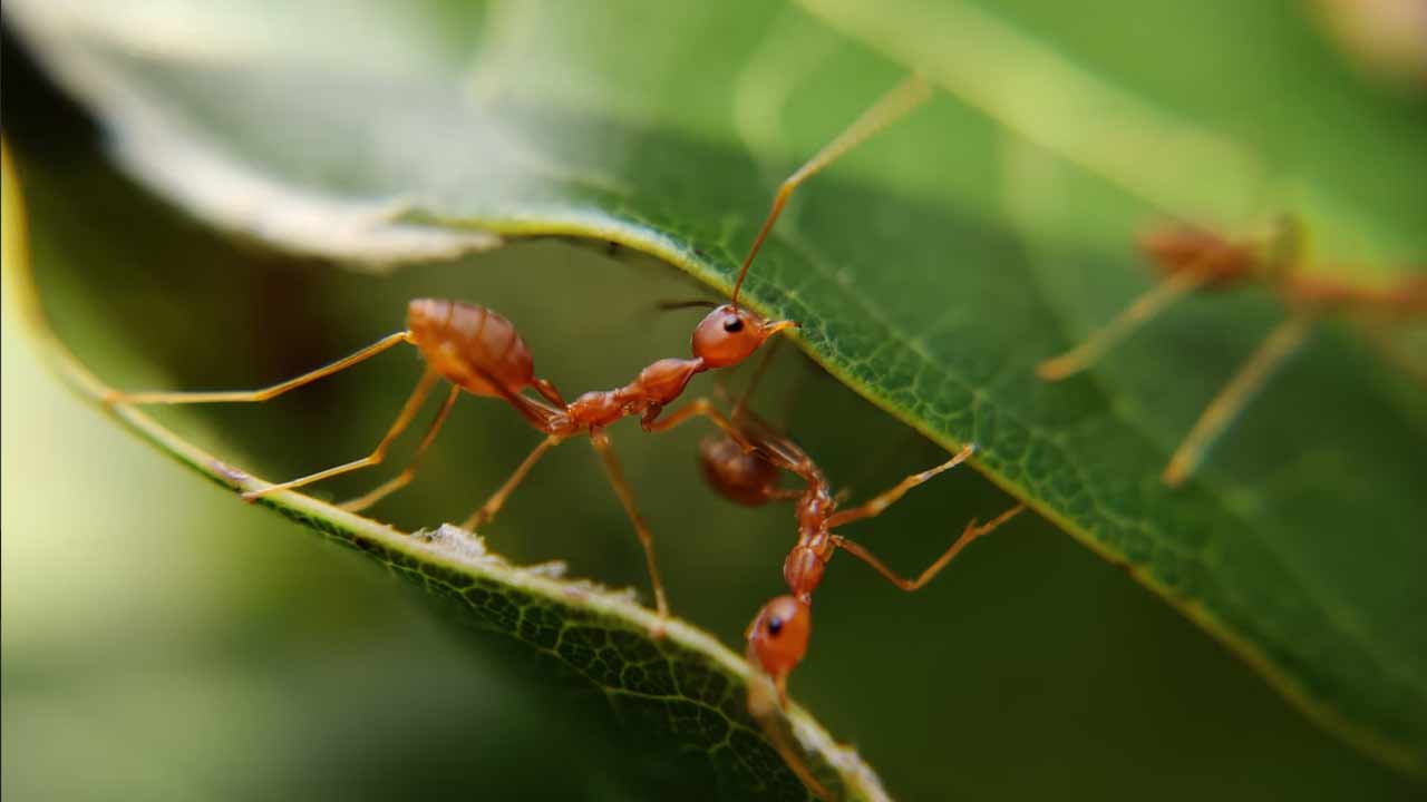 Mravce vyvrátili storočný zákon o spolupráci
