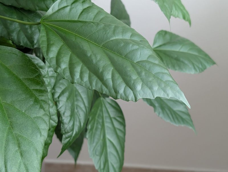 Google Pixel 10 Pro vzorky_detail_1 (1)