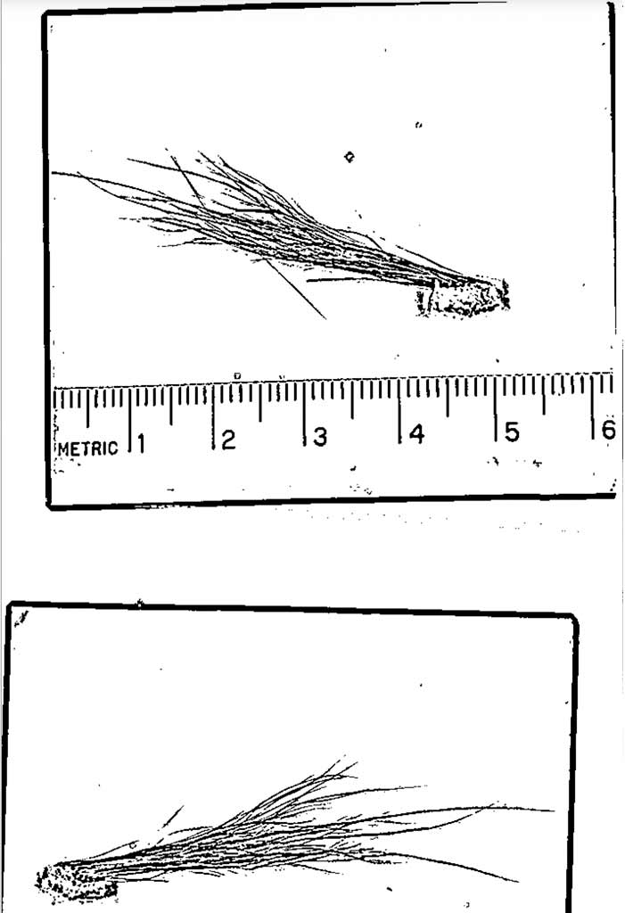 Je Bigfoot skutočný? FBI zverejnila spis, v ktorom ho vyšetrovala