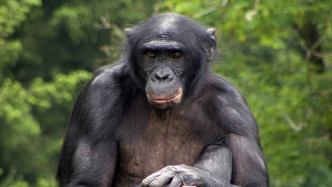 Bonobo šimpanzy sú jediným primátom na Zemi, ktorý nezabíja vlastných