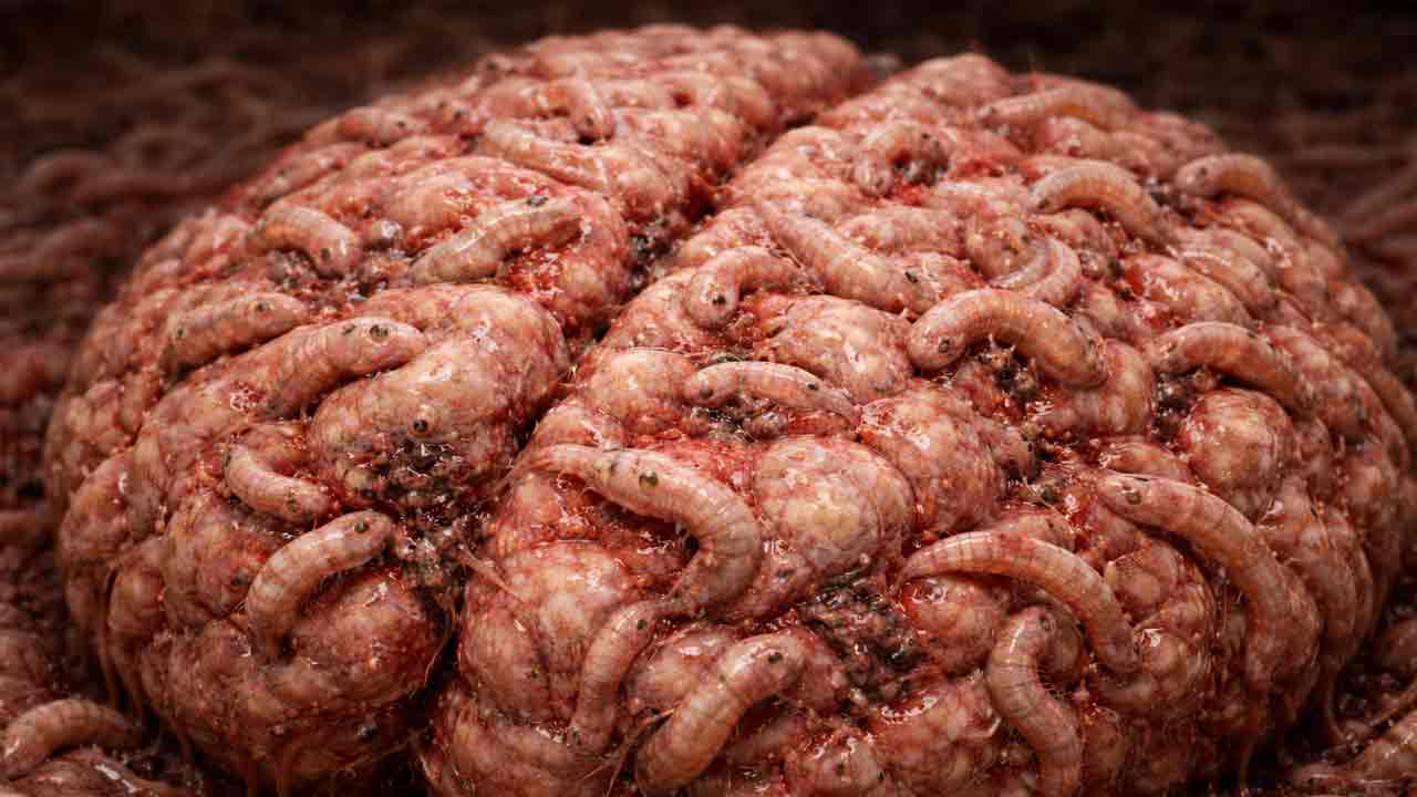 Toxoplazmóza je v mozgu aktívnejšia, než sa myslelo, hovorí nová štúdia
