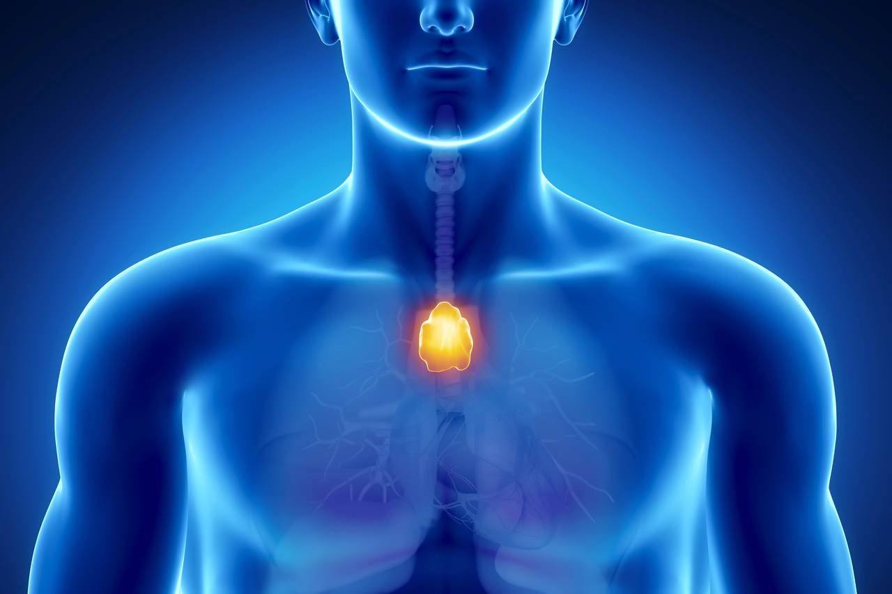 tymus organ