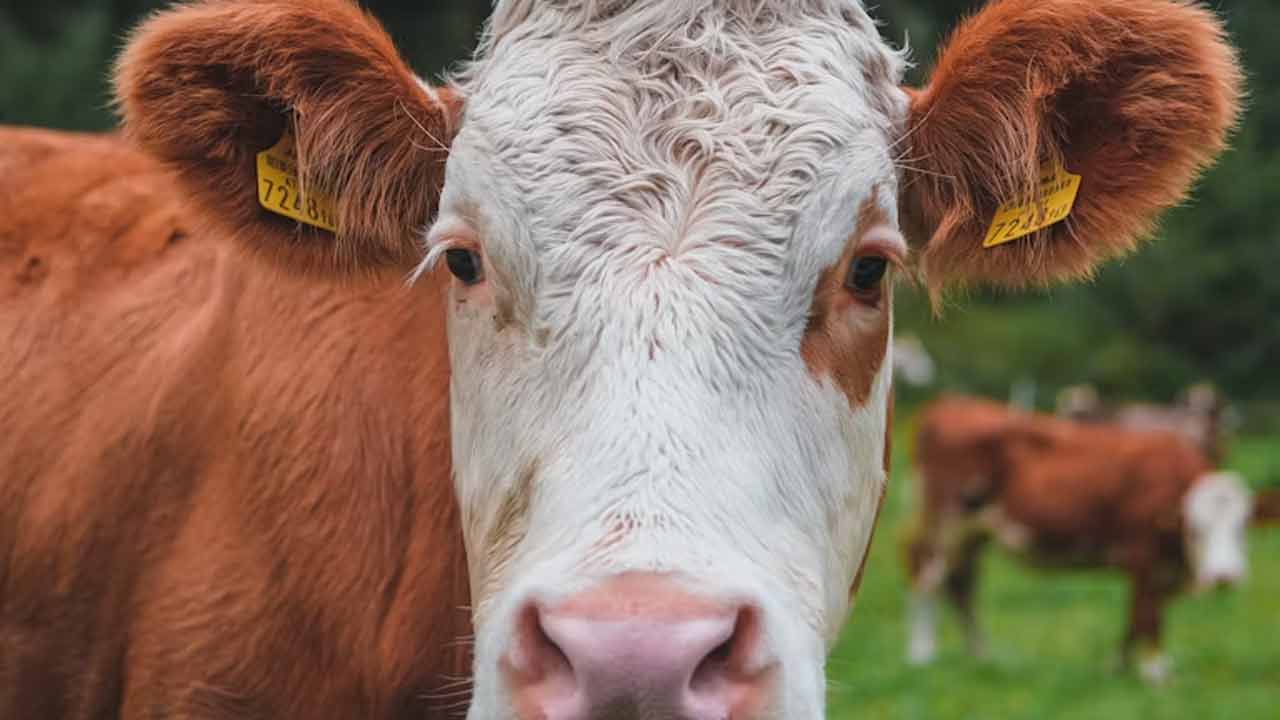 Kravy dokážu rozpoznávať tváre a hlas známych ľudí, hovorí štúdia