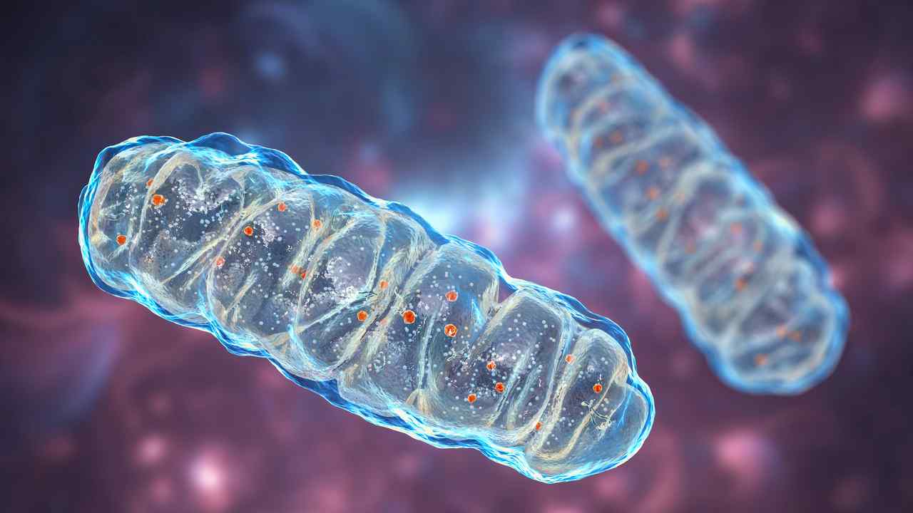 mitochondria