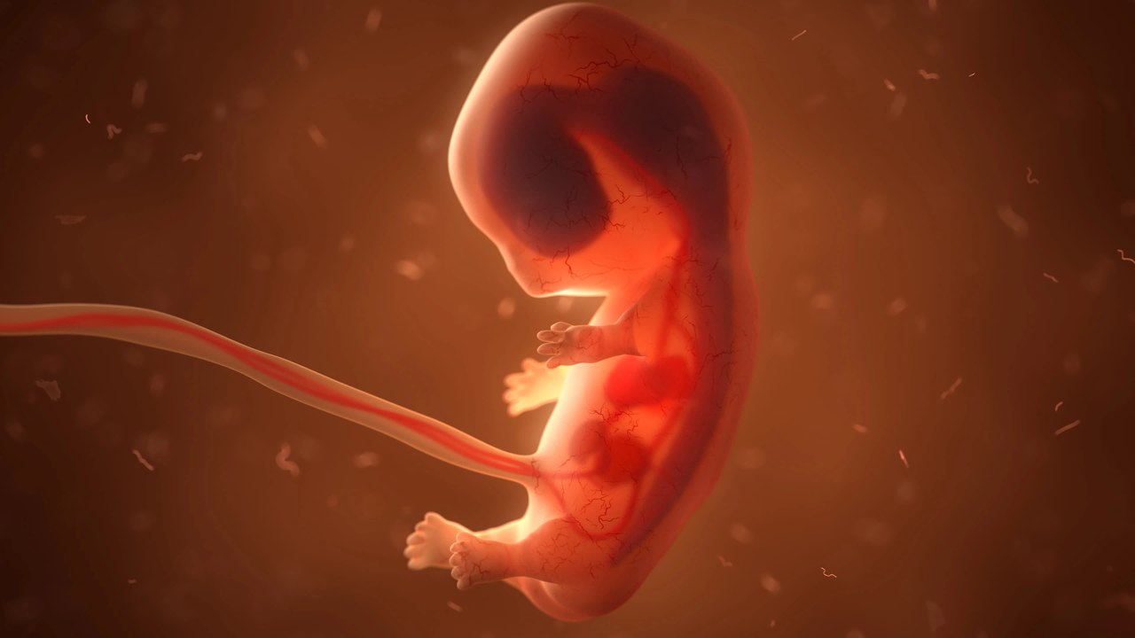 ludske embryo