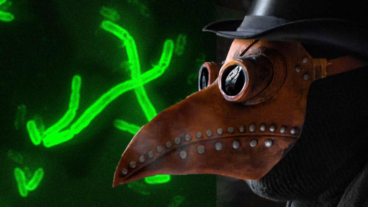 Výskumníci zistili, že Yersinia Pestis nás trápila ešte pred prvými mestami