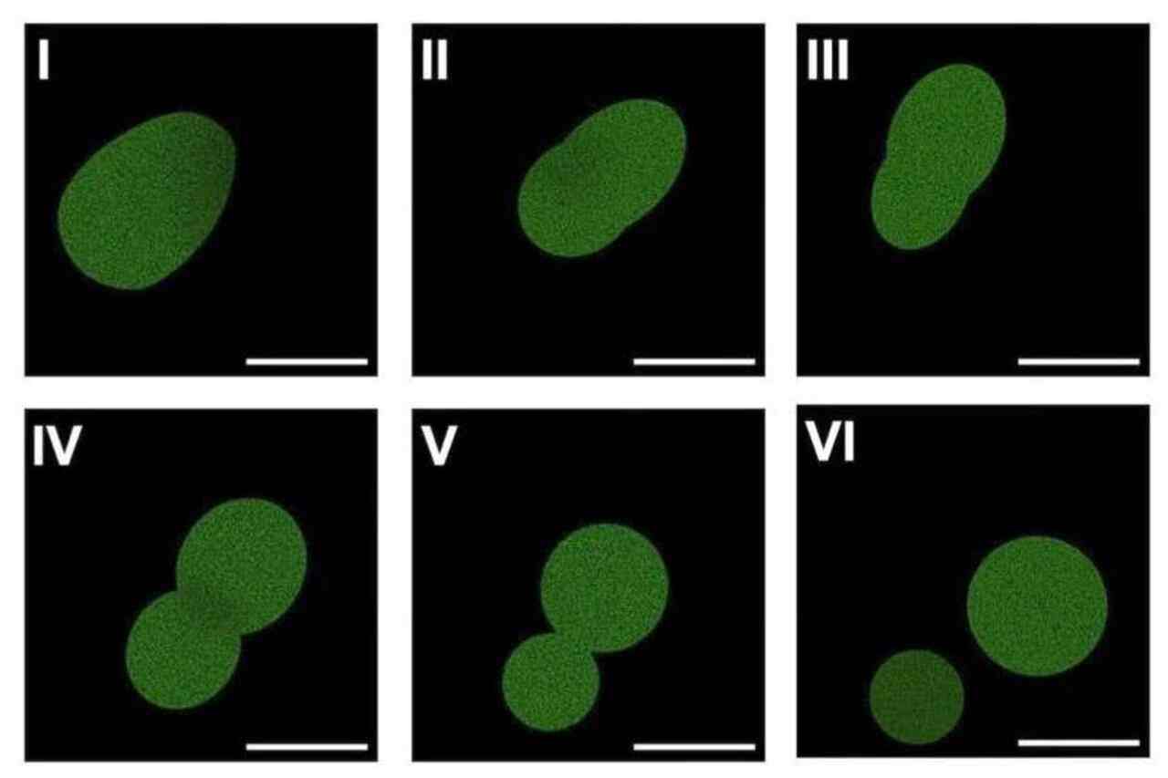 Spudcell1 synteticka bunka_1