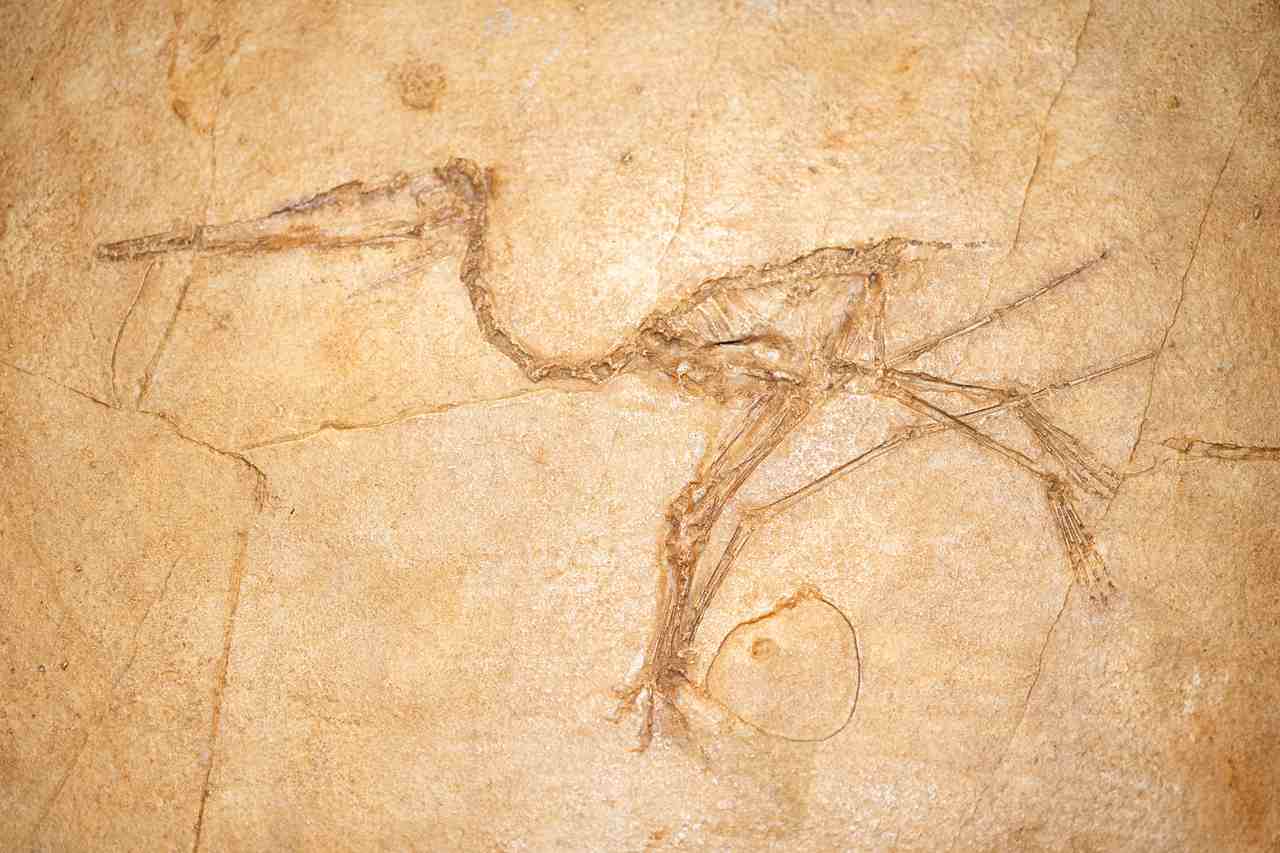 fosilia Pterosaurus