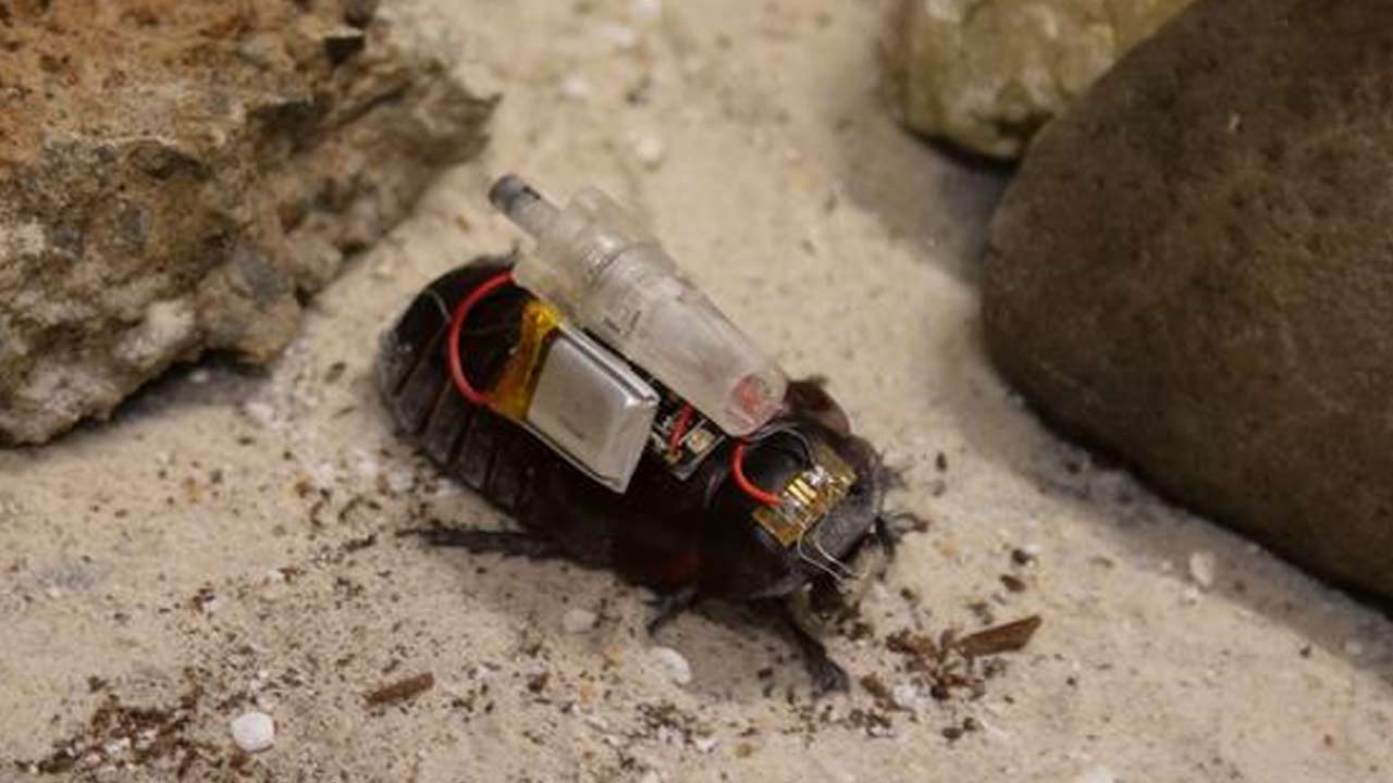 Výskumníci predstavili paraborga, švába so zabudovanou elektronikou, ktorý môže pomáhať v krízových oblastiach