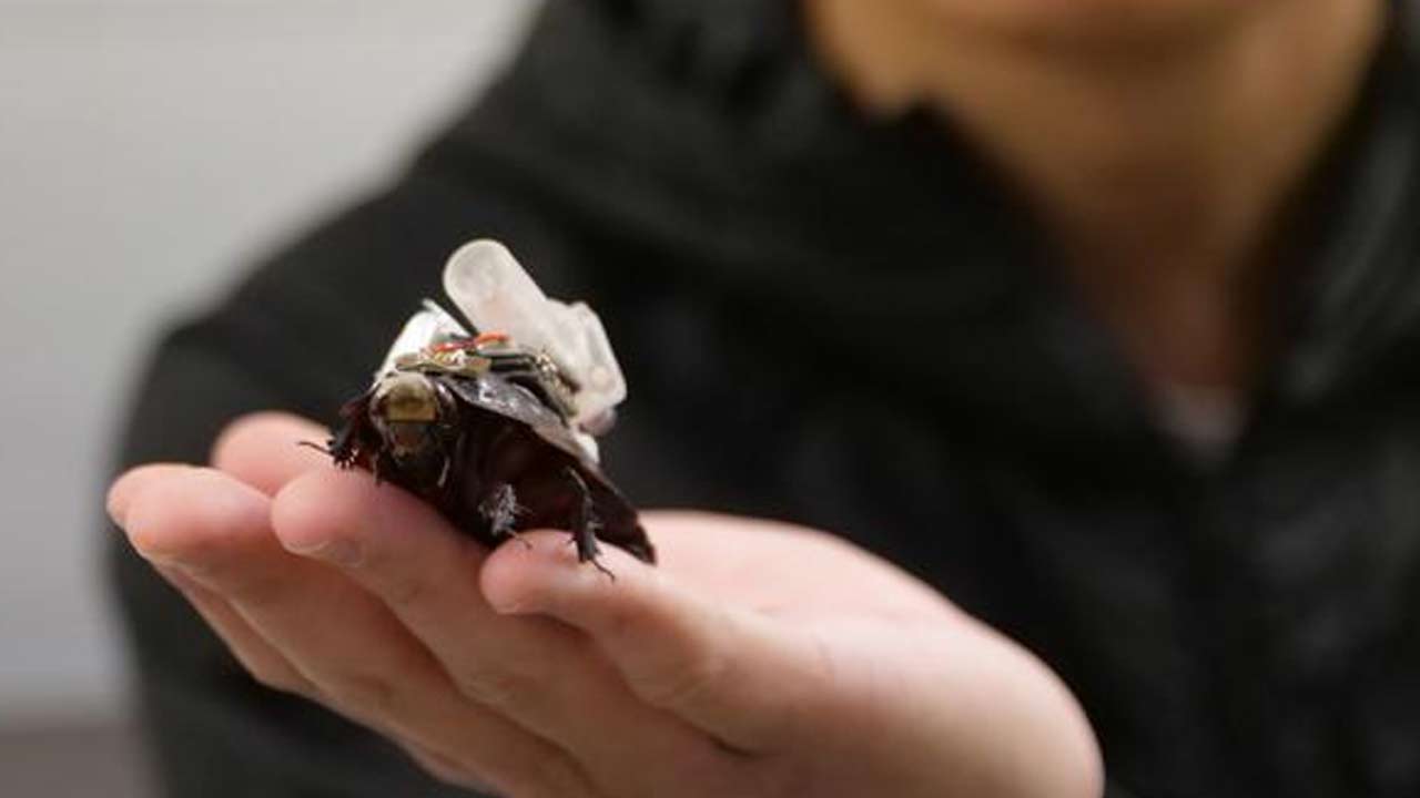 Výskumníci predstavili paraborga, švába so zabudovanou elektronikou, ktorý môže pomáhať v krízových oblastiach