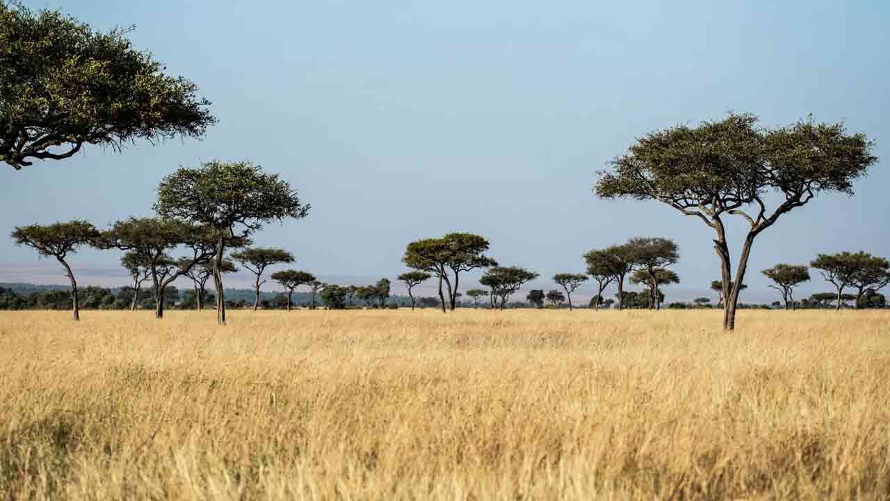 Výskumníci zistili, že kvôli CO2 môže rásť viac trávy v afrických savanách