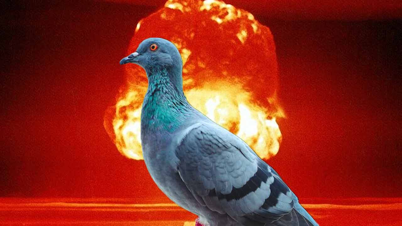 Americká armáda počas druhej svetovej vojny testovala neuveriteľný systém. Holuby mali pomocou zobáka navádzať bomby na nepriateľské ciele.